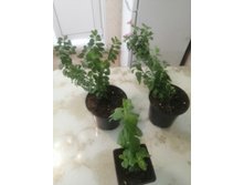 ���������� � ������ 1 � � 0,55