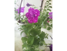 IMG 20240414 094722 (1).jpg