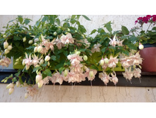 ������ Pink Marshmallow 130�