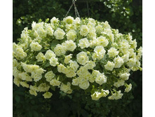 ������� Tumbelina Susanna 155�