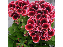 ���������� ����������� Elegance Adele 252�