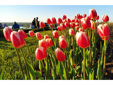 IMG 20240518 185154.jpg