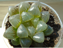 DSC08664.JPG  �������� - 200, 150, 100