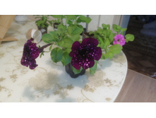 �������