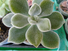 DSC08676.JPG ���������� ������ - 100