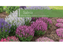 ������ ��������� (Salvia nemorosa) Apex Pink