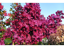 IMG 20240522 200532.jpg