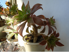 DSC08670.JPG ������ Decorum No1 - 200