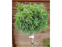 ����� ��������� ���� �����, �5/7,5 �A 70-80 20-30, 6250 ���