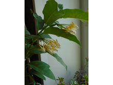 DSC08595.JPG ���� 200