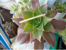 DSC08673.JPG Decorum No2 - 100