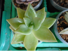 DSC08667.JPG �������� ������� - 150