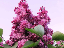 ������ ����� ����������, �5/7, ��100-150, 1200 ���