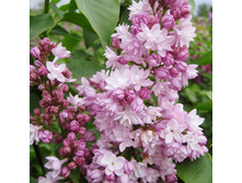 ������ ��������, �5/7, ��100-150, 1200 ���