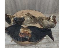 ���� �������