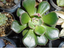 DSC08619.JPG ���� ������� 150