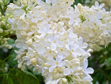 ������ ��������, �5/7, ��80-120, 1200 ���