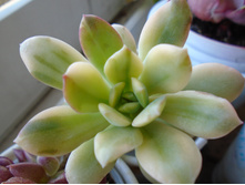 DSC08641.JPG  �������� Minibelle - 150