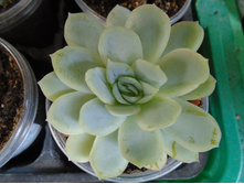 DSC08679.JPG ��������  Oliva - 100