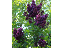 ������ ���� ����, �5/7, ��100-150, 1200 ���