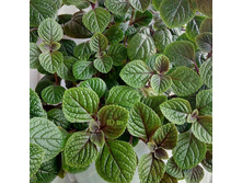 ����������� ���������