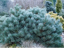 ����� ������������ Chantry Blue C2 30-40, 3736 ���