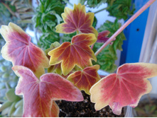 DSC08600.JPG  ���������� - 200