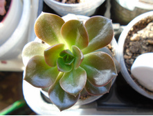 DSC08623.JPG �������� Melaco - 200