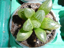 DSC08663.JPG �������� Hubrid No 210( ��������)