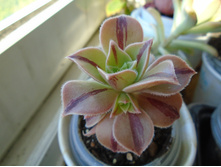 DSC08649.JPG ������ Decorum No 3 - 200, 150, 100