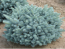 ��� ������� Glauca Globosa C3, 20-30, 3540 ���