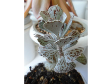 DSC08609.JPG �������� ����������� -150