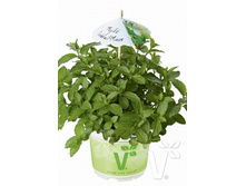 ���� Japanische Mojito Minze. �������!