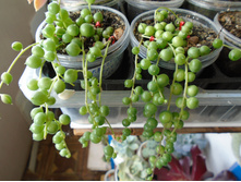 DSC08636.JPG ���������� - 100