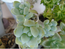 DSC08666.JPG ��������� ������������ - 100