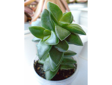 DSC08611.JPG Spring Time - 150