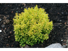 �������� Berberis thunb. Tiny Gold C3 (20 - 25) ���� � ���% 1427,46�