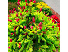 ��� ������������ ���, �2/3, 20-30, 2816