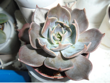 DSC08632.JPG �������� ����� - 300