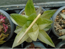 DSC08591.JPG �������� -200