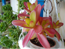 DSC08638.JPG ������ - 350 ���.