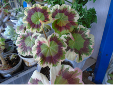 DSC08593.JPG ���������� Contrast - 200