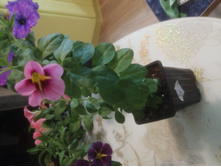 ���������� ����� ����