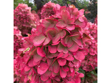 ��������� ����������� �������, �2/3. 3 ����, 1250 ���