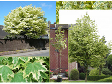 ���� ���������, �10/12, ��120-140, 7112 ���