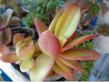 DSC08639.JPG ������ - 150