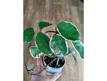 carnosa snow ball margin variegata.
