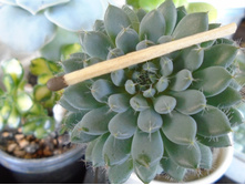 DSC08680.JPG Setosa deminuta - 200