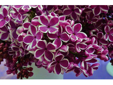 ������ ��������, �5/7, ��100-150, 1200 ���