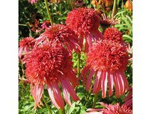 �������� ��������� (Echinacea hybrida Guava Ice C1,5 ) ���� 320 � �������� 1 ��